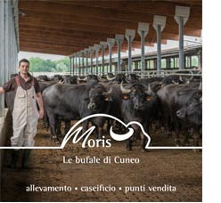 L'élevage « Moris » est le seul à traire des bufflonnes dans la région de Cunéo, au pied des Alpes Italiennes